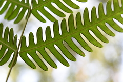Pteris linearis