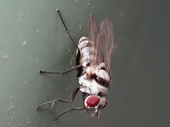 Anthomyia pluvialis