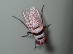 Anthomyia pluvialis