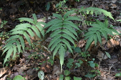 Pteris linearis