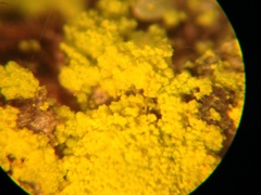 Chrysothrix granulosa