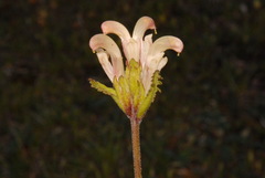 Pedicularis capitata