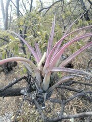 Tillandsia achyrostachys
