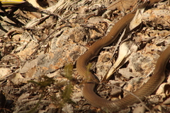 Masticophis mentovarius