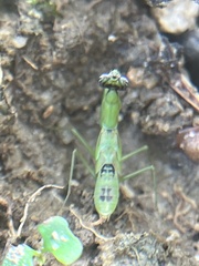 Odontomantis planiceps