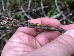 Chrysothrix granulosa