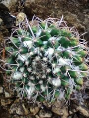 Mammillaria karwinskiana karwinskiana
