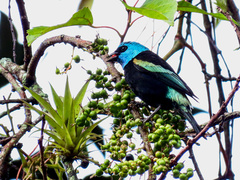 Stilpnia cyanicollis