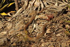 Masticophis mentovarius