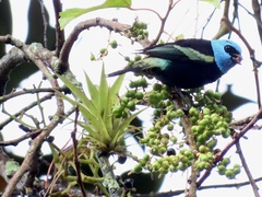 Stilpnia cyanicollis