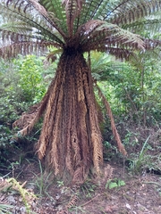 Dicksonia fibrosa