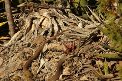 Masticophis mentovarius