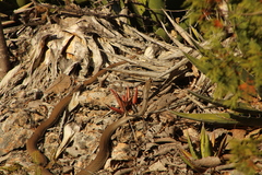 Masticophis mentovarius