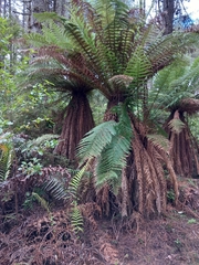 Dicksonia fibrosa