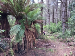 Dicksonia fibrosa