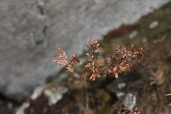 Cheilanthes tenuifolia