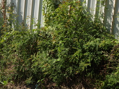 Phyllanthus reticulatus