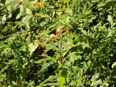 Phyllanthus reticulatus