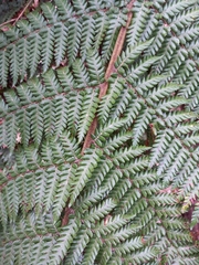 Dicksonia fibrosa