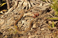 Masticophis mentovarius