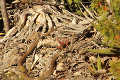 Masticophis mentovarius