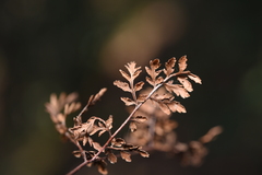 Cheilanthes tenuifolia