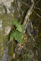 Hypodematium crenatum