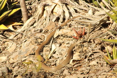 Masticophis mentovarius
