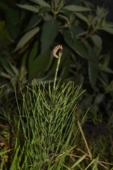 Equisetum diffusum