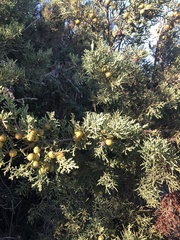 Juniperus turbinata