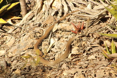 Masticophis mentovarius