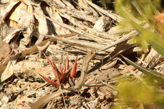 Masticophis mentovarius