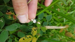 Desmodium scorpiurus