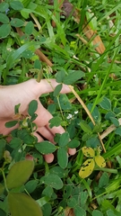 Desmodium scorpiurus