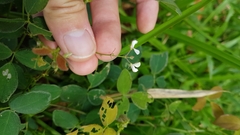 Desmodium scorpiurus