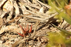 Masticophis mentovarius