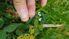 Desmodium scorpiurus