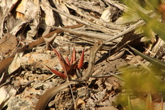 Masticophis mentovarius
