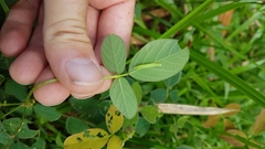 Desmodium scorpiurus