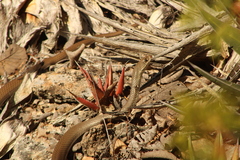 Masticophis mentovarius