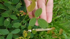 Desmodium scorpiurus