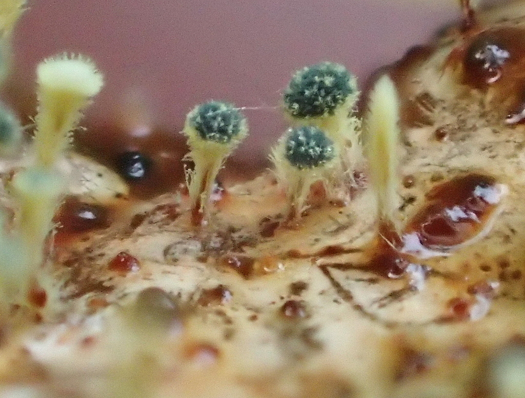 Penicillium oblatum
