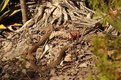 Masticophis mentovarius