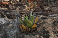 Agave convallis