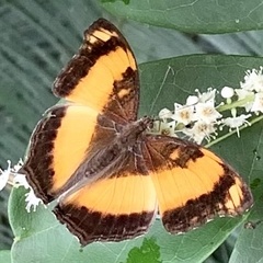 Yoma sabina