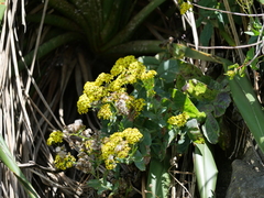 Senecio banksii