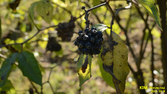 Eleutherococcus sessiliflorus