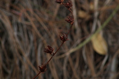 Echeveria nodulosa