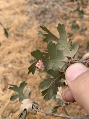Cynips douglasii