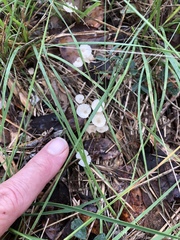 Entoloma sericellum
